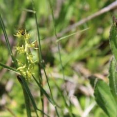 Prasophyllum tadgellianum (Tadgell's leek orchid) at Cotter River, ACT - 8 Jan 2023 by Tapirlord