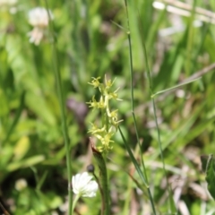 Paraprasophyllum tadgellianum at Cotter River, ACT - suppressed