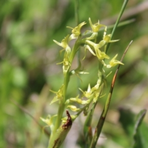 Paraprasophyllum tadgellianum at Cotter River, ACT - suppressed