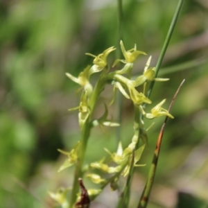 Paraprasophyllum tadgellianum at Cotter River, ACT - suppressed