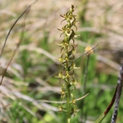 Prasophyllum tadgellianum (Tadgell's leek orchid) at Cotter River, ACT - 8 Jan 2023 by Tapirlord