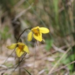 Diuris monticola (Highland Golden Moths) at Cotter River, ACT - 8 Jan 2023 by Tapirlord