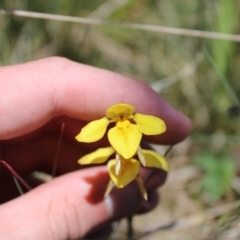 Diuris monticola at Cotter River, ACT - suppressed