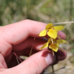 Diuris monticola at Cotter River, ACT - suppressed