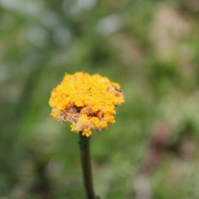 Craspedia aurantia var. aurantia (Orange Billy Buttons) at Cotter River, ACT - 8 Jan 2023 by Tapirlord