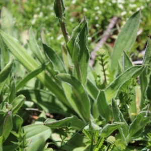 Craspedia aurantia var. aurantia at Cotter River, ACT - suppressed