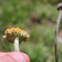 Craspedia aurantia var. aurantia at Cotter River, ACT - suppressed