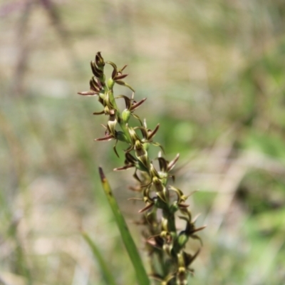 Prasophyllum tadgellianum (Tadgell's leek orchid) at Bimberi, NSW - 8 Jan 2023 by Tapirlord