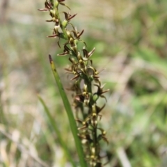 Paraprasophyllum tadgellianum at Bimberi, NSW - 8 Jan 2023