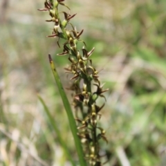 Prasophyllum tadgellianum at Bimberi, NSW - 8 Jan 2023