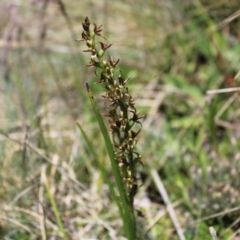 Paraprasophyllum tadgellianum at Bimberi, NSW - suppressed