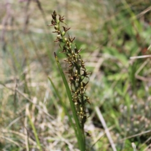 Paraprasophyllum tadgellianum at Bimberi, NSW - 8 Jan 2023