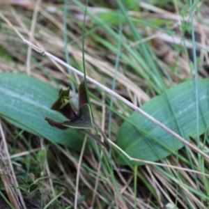 Chiloglottis valida at Cotter River, ACT - 8 Jan 2023