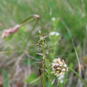 Prasophyllum tadgellianum at Cotter River, ACT - 8 Jan 2023