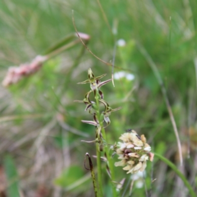 Paraprasophyllum tadgellianum (Tadgell's leek orchid) at Cotter River, ACT - 8 Jan 2023 by Tapirlord