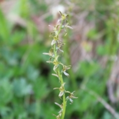 Paraprasophyllum tadgellianum at Cotter River, ACT - 8 Jan 2023