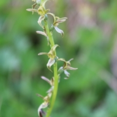 Prasophyllum tadgellianum at Cotter River, ACT - 8 Jan 2023