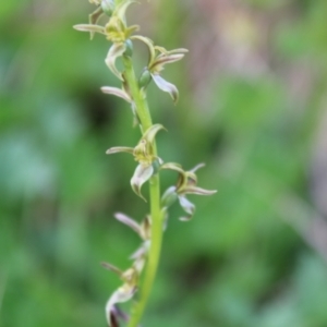 Paraprasophyllum tadgellianum at Cotter River, ACT - 8 Jan 2023