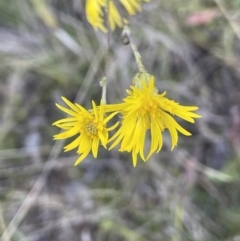 Podolepis sp. at Namadgi National Park - 5 May 2023 by JaneR