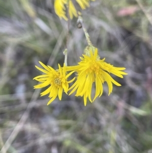 Podolepis sp. at Tennent, ACT - 5 May 2023