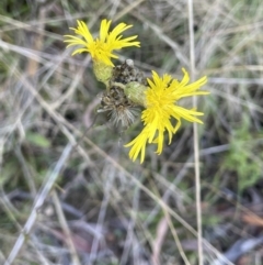 Podolepis sp. at Tennent, ACT - 5 May 2023