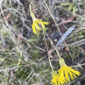 Podolepis sp. at Tennent, ACT - 5 May 2023