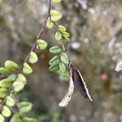 Bossiaea buxifolia (Matted Bossiaea) at Tennent, ACT - 5 May 2023 by JaneR