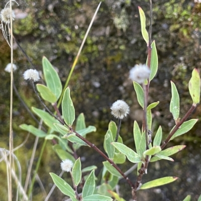 Pimelea treyvaudii (Grey Riceflower) at Namadgi National Park - 5 May 2023 by JaneR