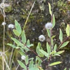 Pimelea treyvaudii (Grey Riceflower) at Tennent, ACT - 5 May 2023 by JaneR