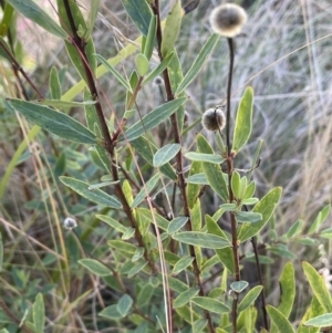 Pimelea treyvaudii at Tennent, ACT - 5 May 2023 01:51 PM