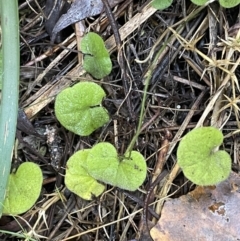 Dichondra repens (Kidney Weed) at Tennent, ACT - 5 May 2023 by JaneR