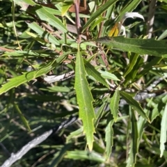 Lomatia myricoides (River Lomatia) at Tennent, ACT - 5 May 2023 by JaneR