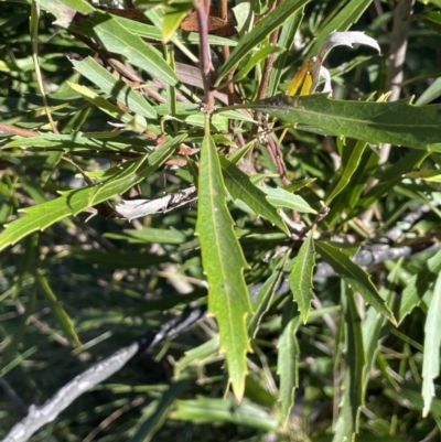 Lomatia myricoides (River Lomatia) at Namadgi National Park - 5 May 2023 by JaneR