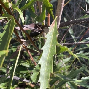 Lomatia myricoides at Tennent, ACT - 5 May 2023 02:30 PM