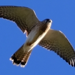 Falco cenchroides (Nankeen Kestrel) at Holt, ACT - 5 May 2023 by Kurt