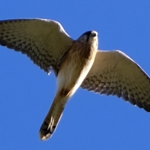 Falco cenchroides at Holt, ACT - 5 May 2023 04:59 PM