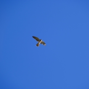 Falco cenchroides at Holt, ACT - 5 May 2023