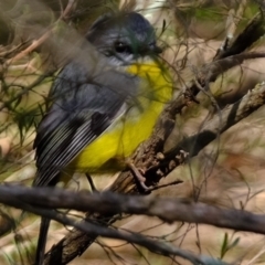 Eopsaltria australis (Eastern Yellow Robin) at Coree, ACT - 5 May 2023 by Kurt