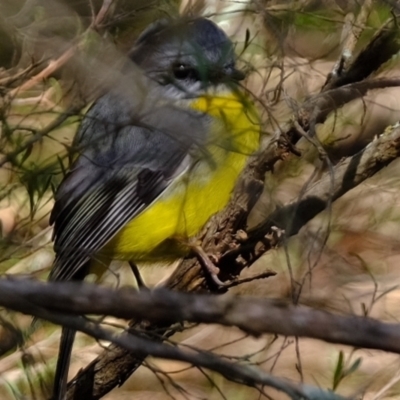 Eopsaltria australis (Eastern Yellow Robin) at Coree, ACT - 5 May 2023 by Kurt