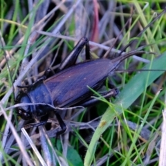 Teleogryllus commodus (Black Field Cricket) at Ginninderry Conservation Corridor - 5 May 2023 by Kurt