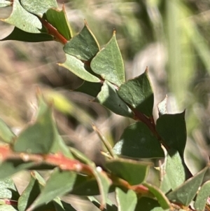 Acacia pravissima at Tennent, ACT - 5 May 2023 01:22 PM