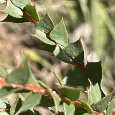 Acacia pravissima (Wedge-leaved Wattle, Ovens Wattle) at Namadgi National Park - 5 May 2023 by JaneR