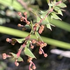 Acacia pravissima at Tennent, ACT - 5 May 2023