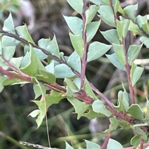 Acacia pravissima at Tennent, ACT - 5 May 2023 01:22 PM