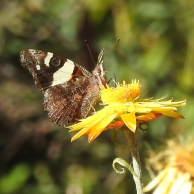 Vanessa itea (Yellow Admiral) at Acton, ACT - 4 May 2023 by HelenCross