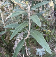 Olearia megalophylla (Large-leaf Daisy-bush) at Tennent, ACT - 5 May 2023 by JaneR