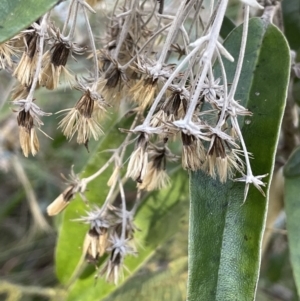 Olearia megalophylla at Tennent, ACT - 5 May 2023