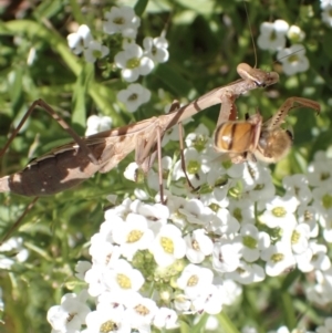 Pseudomantis albofimbriata at Murrumbateman, NSW - 4 May 2023