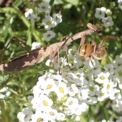 Pseudomantis albofimbriata (False garden mantis) at Murrumbateman, NSW - 4 May 2023 by SimoneC