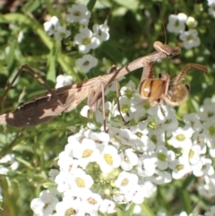 Archimantis sp. (genus) at Murrumbateman, NSW - 4 May 2023 by SimoneC